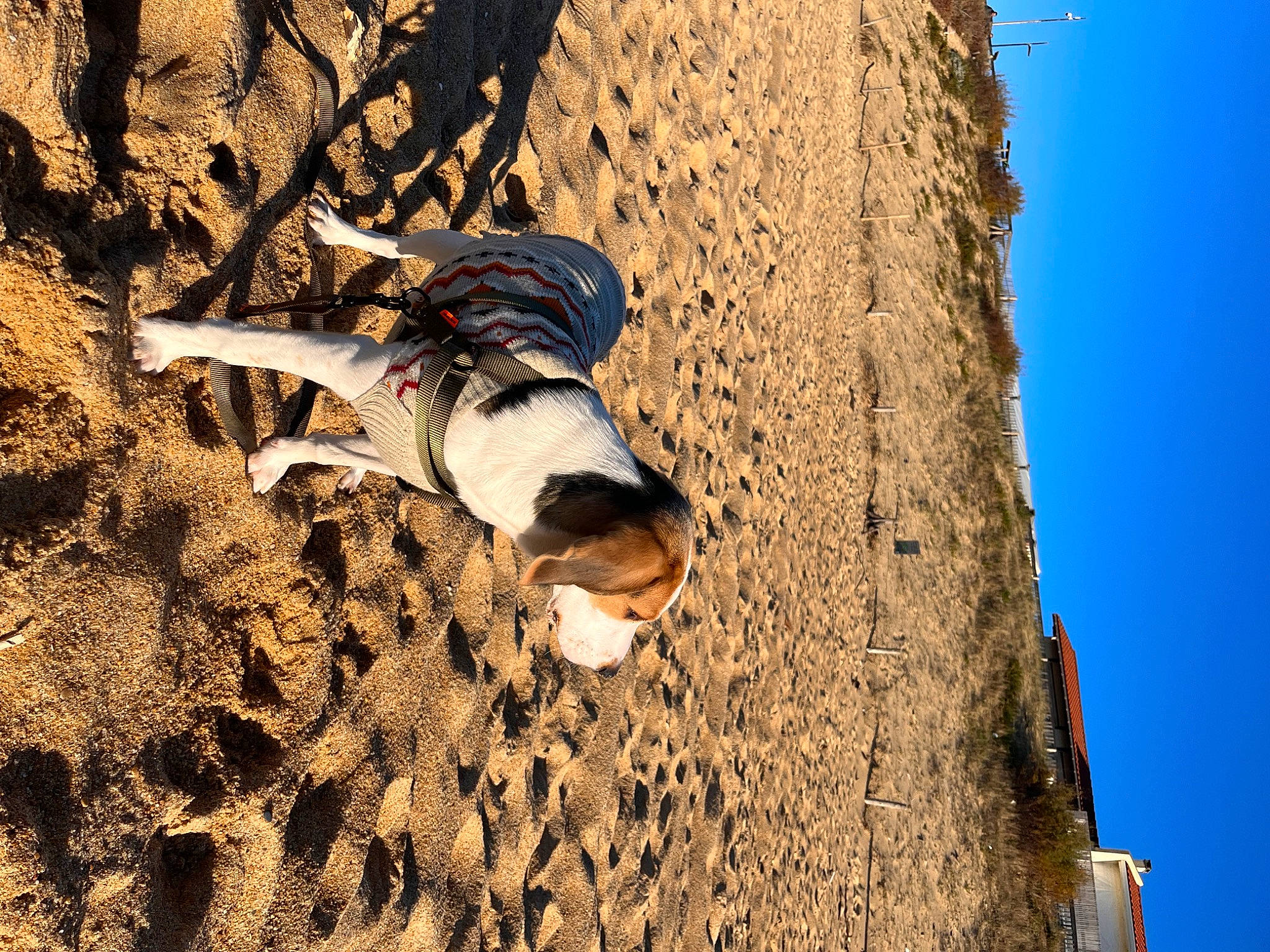 Lilo a rejoint le concours — aidez-le/la à gagner de superbes lots ! adventure, canidae, carnivore, dog, landscape, leisure, people_in_nature, plant, recreation, rock, shadow, sky, soil, tree, trunk, wood, woody_plant