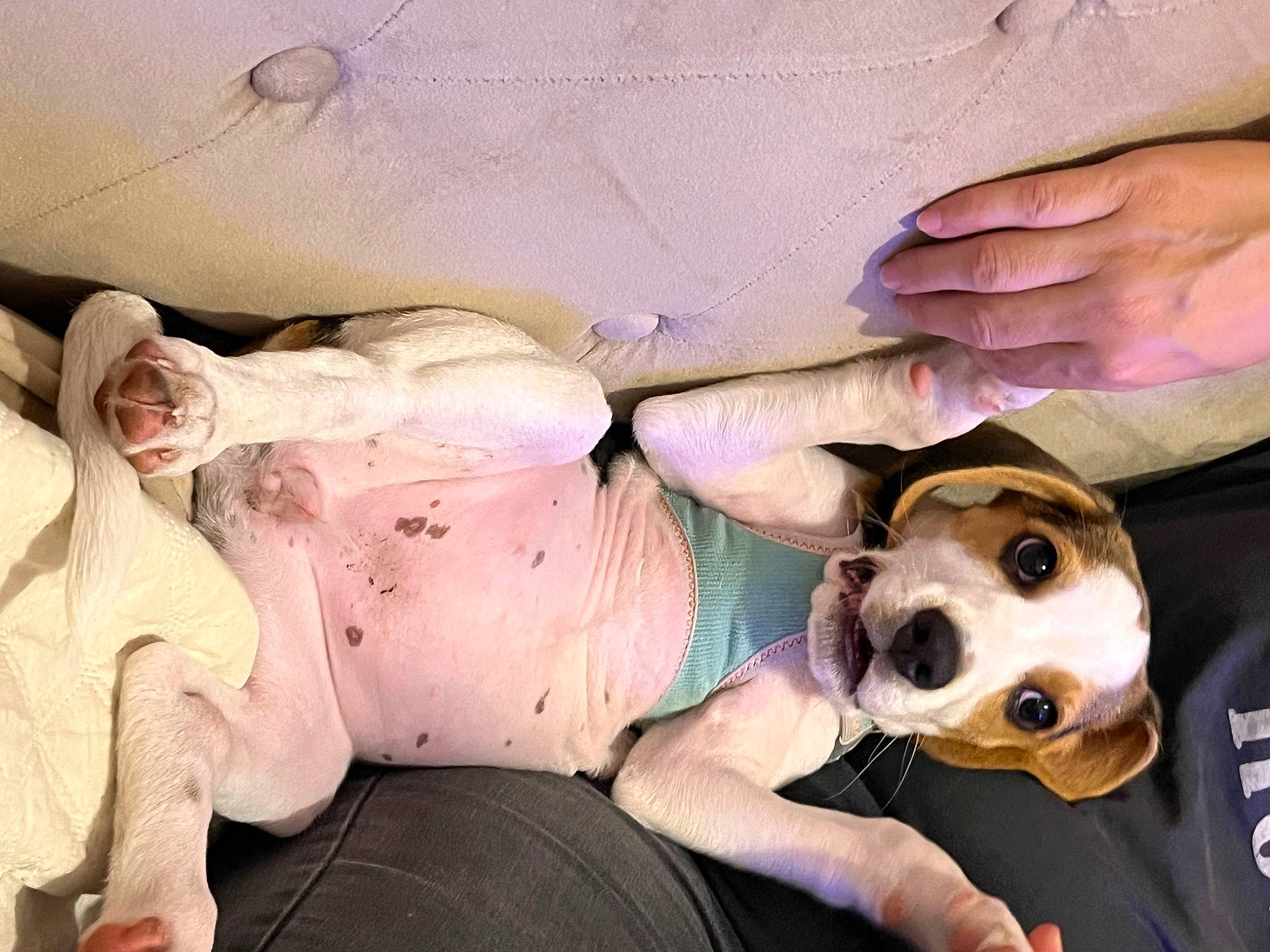 Lilo a rejoint le concours — aidez-le/la à gagner de superbes lots ! abdomen, bed, carnivore, chest, comfort, companion_dog, dog, dog_breed, dog_clothes, dog_supply, fawn, flesh, fun, fur, human_leg, personal_protective_equipment, pink, snout, thigh, working_animal