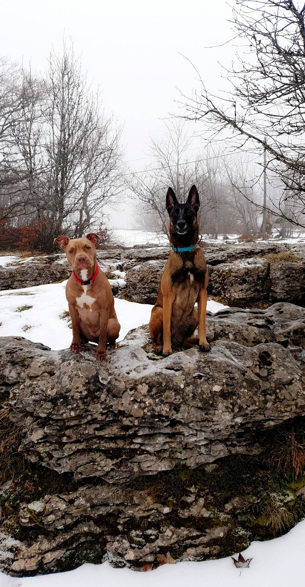 Naya participe au concours pour gagner de l'argent avec cette photo : canidae, carnivore, cirneco_delletna, dog, dog_breed, fawn, hound, hunting_dog, ibizan_hound, podenco_canario, portuguese_podengo, snow, winter