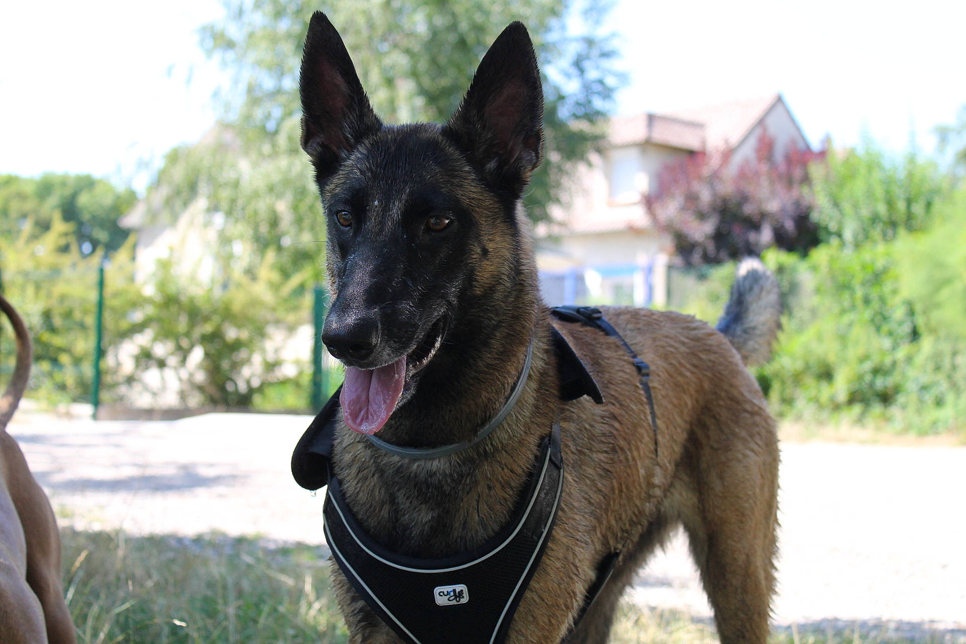 Naya participe au concours pour gagner de l'argent avec cette photo : australian_kelpie, belgian_shepherd, belgian_shepherd_malinois, canidae, carnivore, dog, dog_breed, dutch_shepherd_dog, fawn, formosan_mountain_dog, kai_ken, kunming_wolfdog, mammal, police_dog, rare_breed_dog, snout, sporting_group, vertebrate, working_dog