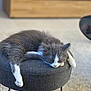 Isis Et Vaiana participe au concours pour gagner de l'argent avec cette photo : cat, sleeping, gray_cat, white_paws, stool, furniture, indoor, cozy, relaxation, pet, animal, fur, living_room, wooden_furniture, floor, home, resting, cute, domestic_cat, nap