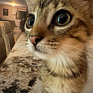Isis Et Vaiana a rejoint le concours — aidez-le/la à gagner de superbes lots ! cat, tabby_cat, close_up, indoor, curious, wide_eyes, whiskers, fur, pet, domestic_animal, table, chair, home, furniture, muzzle, portrait, animal, cute, young_cat, looking