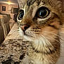 cat, tabby_cat, close_up, indoor, curious, wide_eyes, whiskers, fur, pet, domestic_animal, table, chair, home, furniture, muzzle, portrait, animal, cute, young_cat, looking