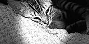 Isis Et Vaiana a rejoint le concours — aidez-le/la à gagner de superbes lots ! cat, tabby, sleeping, blanket, cozy, resting, fur, pet, animal, soft, texture, black_and_white, peaceful, close_up, indoor, relaxed, whiskers, cute, mammal, comfort
