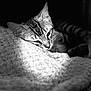 cat, tabby, sleeping, blanket, cozy, resting, fur, pet, animal, soft, texture, black_and_white, peaceful, close_up, indoor, relaxed, whiskers, cute, mammal, comfort