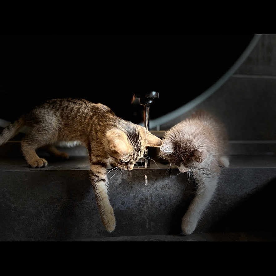 Isis Et Vaiana a rejoint le concours — aidez-le/la à gagner de superbes lots ! animal, cat, curious, cute, dark_background, domestic, drip, exploration, faucet, fur, gray, indoor, kitten, lighting, paw, pet, playful, sink, striped, water
