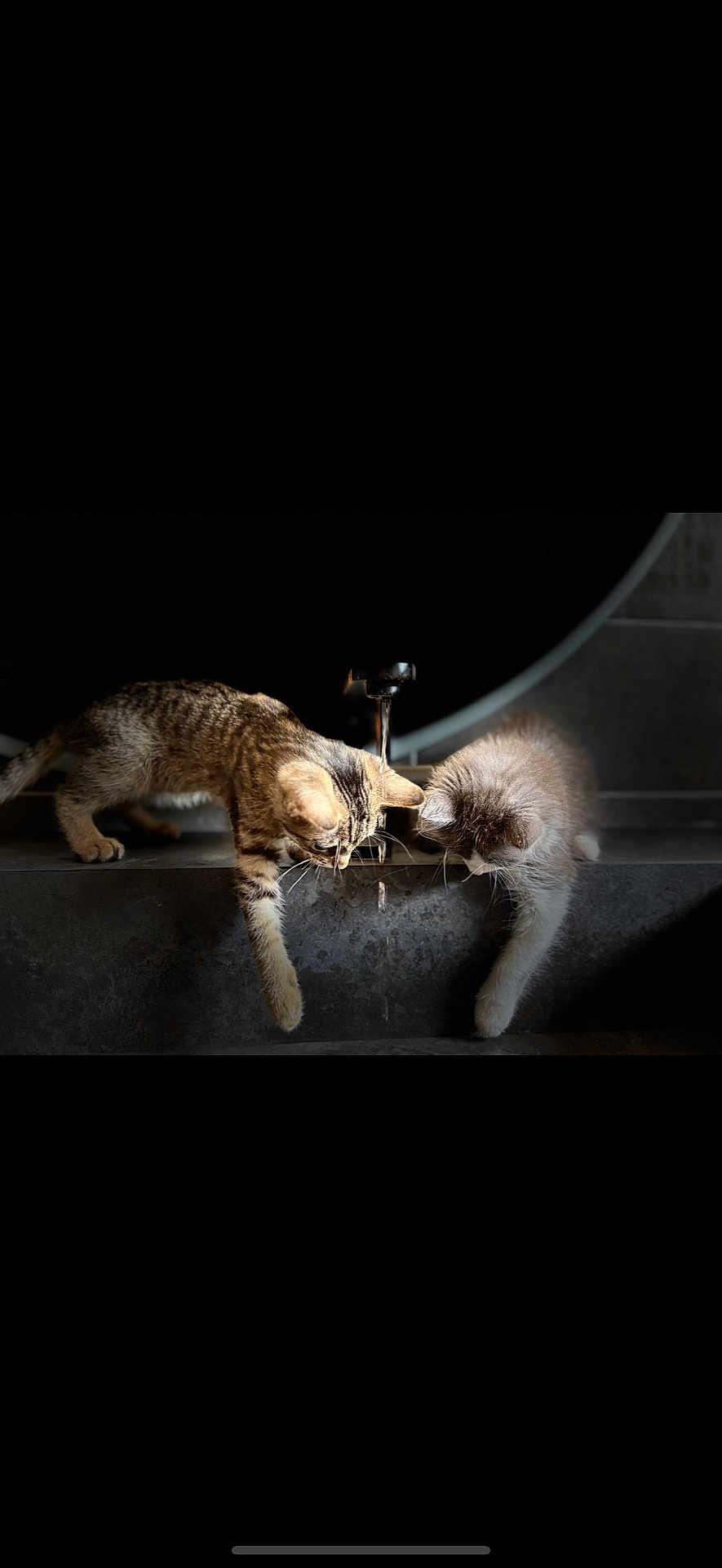 Isis Et Vaiana a rejoint le concours — aidez-le/la à gagner de superbes lots ! cat, kitten, water, sink, faucet, curious, paw, indoor, pet, animal, playful, gray, striped, fur, drip, dark_background, lighting, exploration, domestic, cute