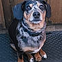 Buster joined the competition — help win amazing prizes! dog, pet, animal, sitting, black, brown, white, collar, mat, door, floor, indoor, looking_up, cute, canine, ears, paws, fur, portrait, companion