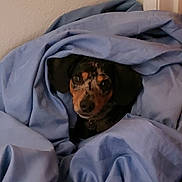 Buster joined the competition — help win amazing prizes! dog, blanket, blue, cozy, indoor, peeking, fur, ears, face, pet, cute, snuggled, resting, comfort, animal, domestic_animal, fur_pattern, looking, small_dog, wrapped