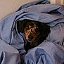 dog, blanket, blue, cozy, indoor, peeking, fur, ears, face, pet, cute, snuggled, resting, comfort, animal, domestic_animal, fur_pattern, looking, small_dog, wrapped