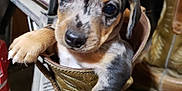 Buster is registered to the contest to win money with this photo: puppy, dog, boot, work_boot, paw, cute, pet, animal, indoor, closeup, brown, black, tan, floor, workshop, sitting, looking, young, fur, small