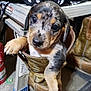 puppy, dog, boot, work_boot, paw, cute, pet, animal, indoor, closeup, brown, black, tan, floor, workshop, sitting, looking, young, fur, small