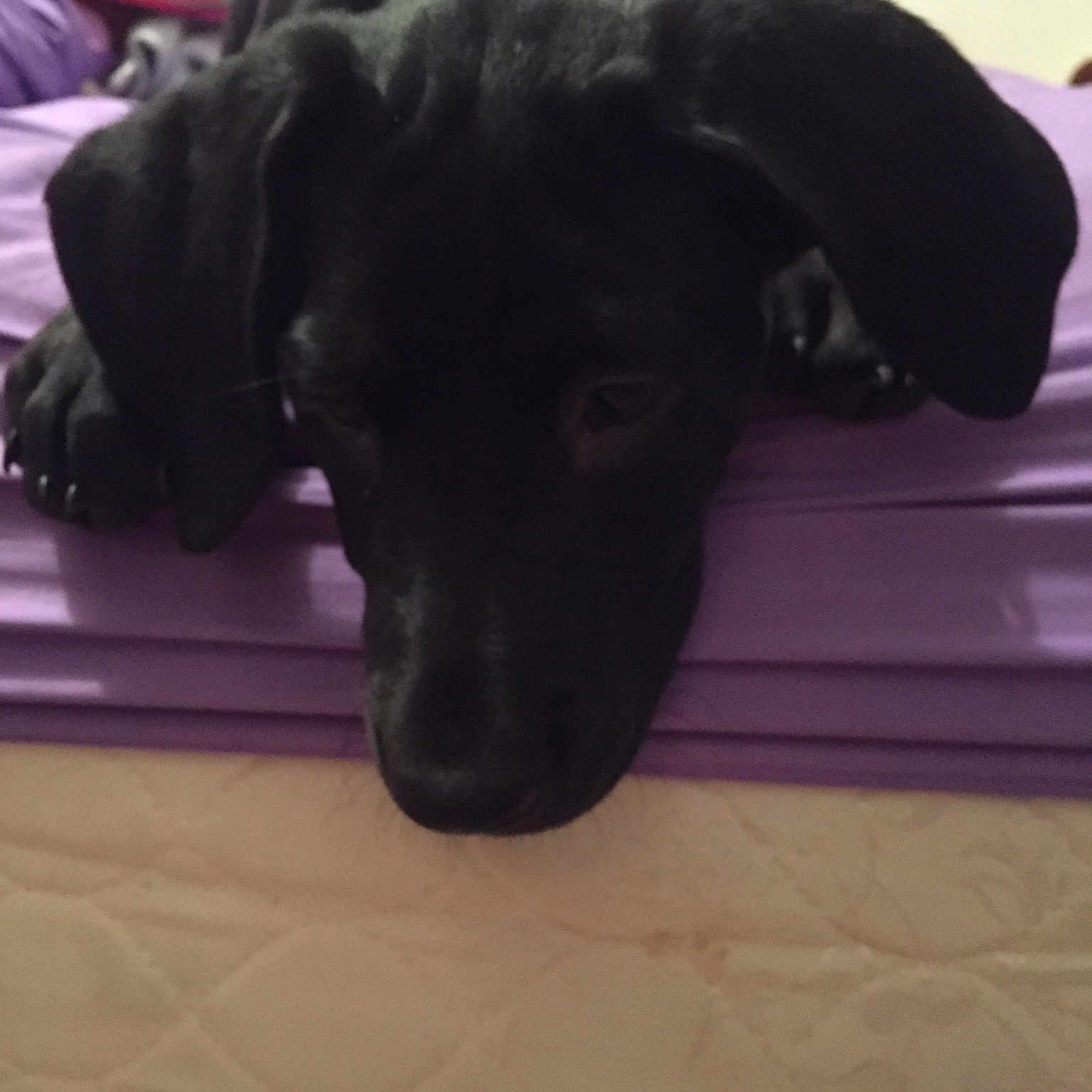 Miya joined the competition — help win amazing prizes! beagador, canidae, carnivore, dog, dog_breed, flat_coated_retriever, guard_dog, labrador_retriever, patterdale_terrier, puppy, retriever, snout, sporting_group