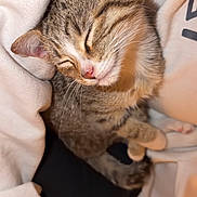 River is registered to the contest to win money with this photo: cat, kitten, tabby, sleeping, cozy, cute, fur, whiskers, pet, domestic_animal, animal, resting, closeup, soft, warm, indoor, hoodie, nap, adorable, relaxed