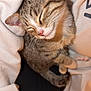 cat, kitten, tabby, sleeping, cozy, cute, fur, whiskers, pet, domestic_animal, animal, resting, closeup, soft, warm, indoor, hoodie, nap, adorable, relaxed