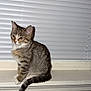 cat, kitten, tabby, windowsill, indoor, pet, animal, feline, curious, sitting, looking_away, blinds, striped_fur, young, domestic_cat, whiskers, ears, tail, quiet, house