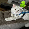 Georgie is registered to the contest to win money with this photo: cat, white_cat, fluffy, long_hair, pet, animal, astronaut_costume, space_suit, alien_toy, green_toy, couch, indoor, living_room, relaxed, lying_down, pet_portrait, furry, tail, paws, playful