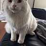 Georgie joined the competition — help win amazing prizes! cat, white_cat, fluffy, long_hair, pet, animal, sitting, indoors, portrait, close_up, front_view, looking_at_camera, blue_eyes, pink_nose, whiskers, ears, paws, leather_ottoman, blanket, home