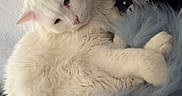 Georgie joined the competition — help win amazing prizes! cat, white_cat, fluffy, long_hair, pet, animal, feline, lounging, sitting, couch, sofa, plush_toy, blanket, cozy, indoor, home, wall, relaxed, portrait, cute
