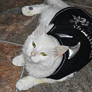 Georgie is registered to the contest to win money with this photo: cat, white_cat, fluffy, feline, pet, animal, biker_jacket, black_clothing, costume, silver_details, green_eyes, whiskers, ears, paws, lying_down, indoor, tile_floor, portrait, funny, fashionable