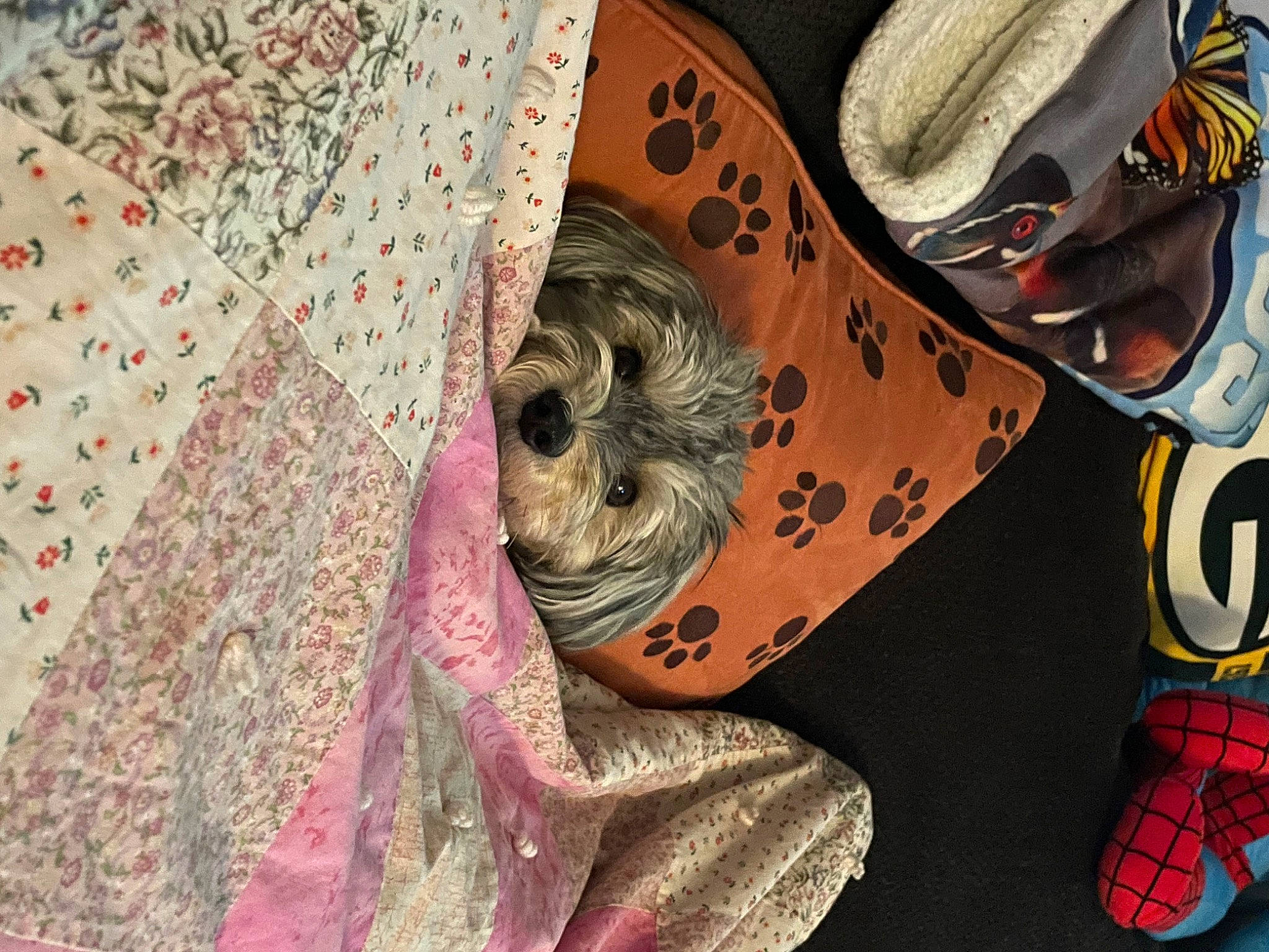 Molly Bennet joined the competition — help win amazing prizes! art, carnivore, companion_dog, costume_hat, design, dog, dog_breed, fawn, fiction, fur, hat, illustration, painting, pattern, plaid, sporting_group, tartan, toy_dog, visual_arts, wood