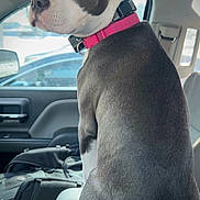 Lakia is registered to the contest to win money with this photo: alert, animal, car_interior, companion, curious, dog, domestic_animal, door, ears, gray_fur, head, inside_car, looking_back, nose, pet, pink_collar, seat, seated, white_fur, window