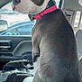 alert, animal, car_interior, companion, curious, dog, domestic_animal, door, ears, gray_fur, head, inside_car, looking_back, nose, pet, pink_collar, seat, seated, white_fur, window