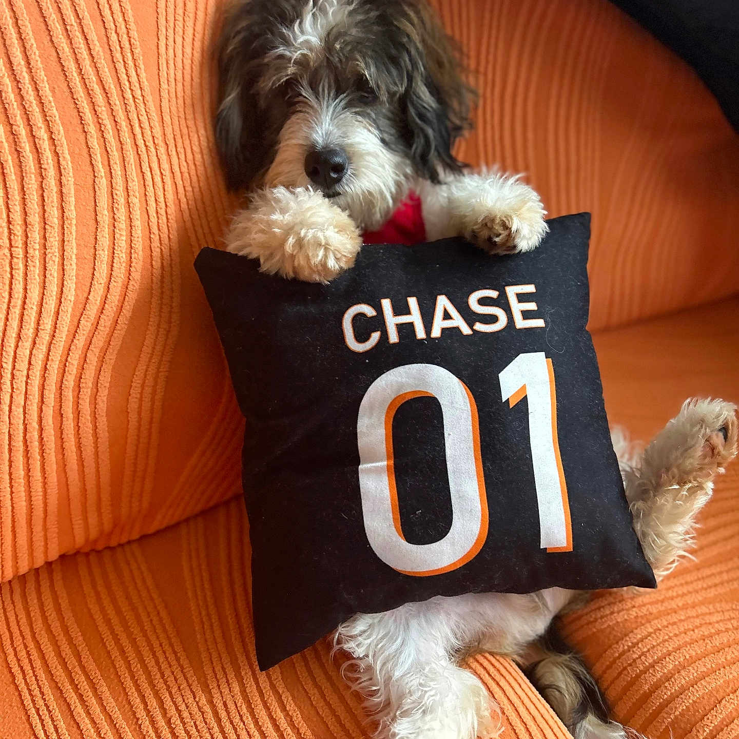 Boston is registered to the contest to win money with this photo: animal, canine, cat, cockerspaniel, couch, cushion, dog, furniture, homedecor, hound, number, papillon, pet, pillow, poodle, puppy, symbol, terrier, text, whitedog
