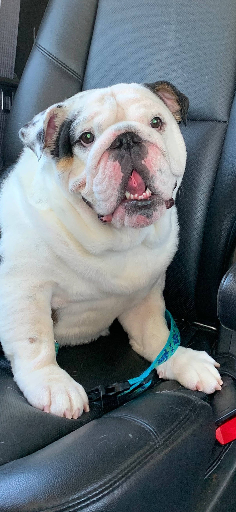 Theo joined the competition — help win amazing prizes! american_bulldog, australian_bulldog, british_bulldogs, bulldog, canidae, carnivore, companion_dog, dog, dog_breed, dorset_olde_tyme_bulldogge, mammal, non_sporting_group, old_english_bulldog, olde_english_bulldogge, renascence_bulldogge, skin, snout, toy_bulldog, vertebrate, white_english_bulldog