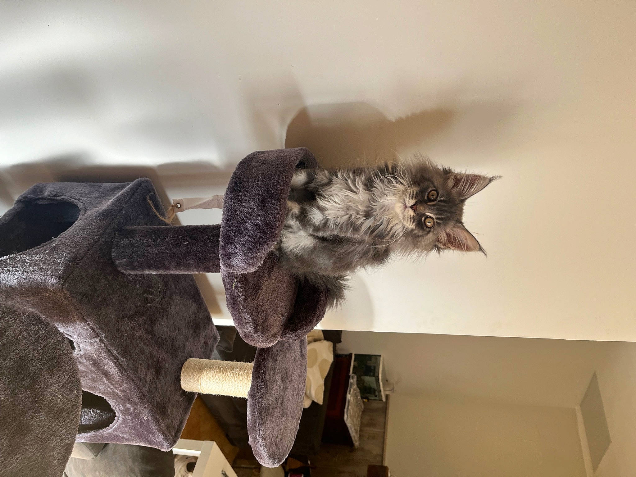 Uska participe au concours pour gagner de l'argent avec cette photo : art, bat, cat, feather, felidae, fur, grey, metal, plant, sculpture, shelf, small_to_medium_sized_cats, snout, tail, tree, visual_arts, whiskers, wing, wood