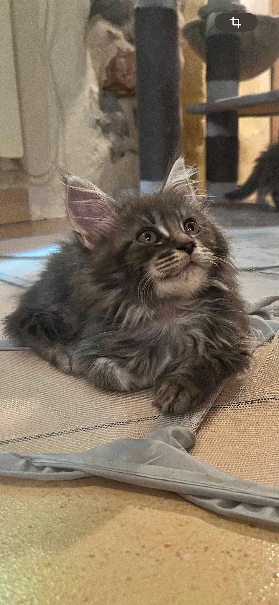 Uska participe au concours pour gagner de l'argent avec cette photo : box, british_longhair, carnivore, cat, claw, comfort, domestic_short_haired_cat, felidae, flooring, fur, grey, maine_coon, paw, sitting, small_to_medium_sized_cats, snout, terrestrial_animal, whiskers, window