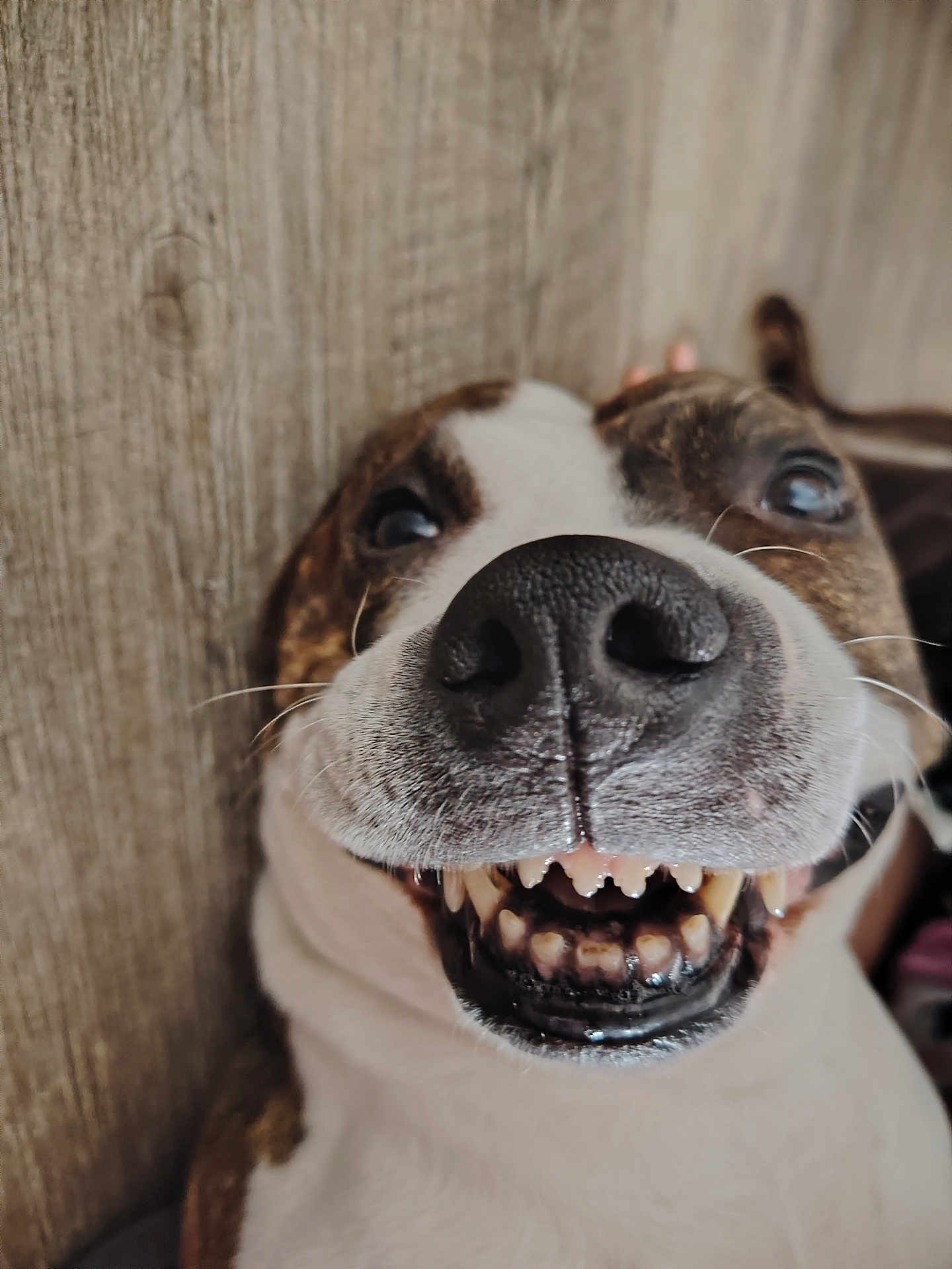 Gina participe au concours pour gagner de l'argent avec cette photo : dog, close_up, funny_face, teeth, nose, lying_down, wooden_floor, pet, animal, canine, whiskers, brown_and_white, playful, cute, domestic_animal, snout, fur, tongue_hidden, relaxed, indoor