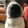 dog, close_up, nose, brown, white, living_room, couch, person, furniture, whiskers, pet, indoor, curious, canine, portrait, animal, domestic_animal, fur, snout, eyes
