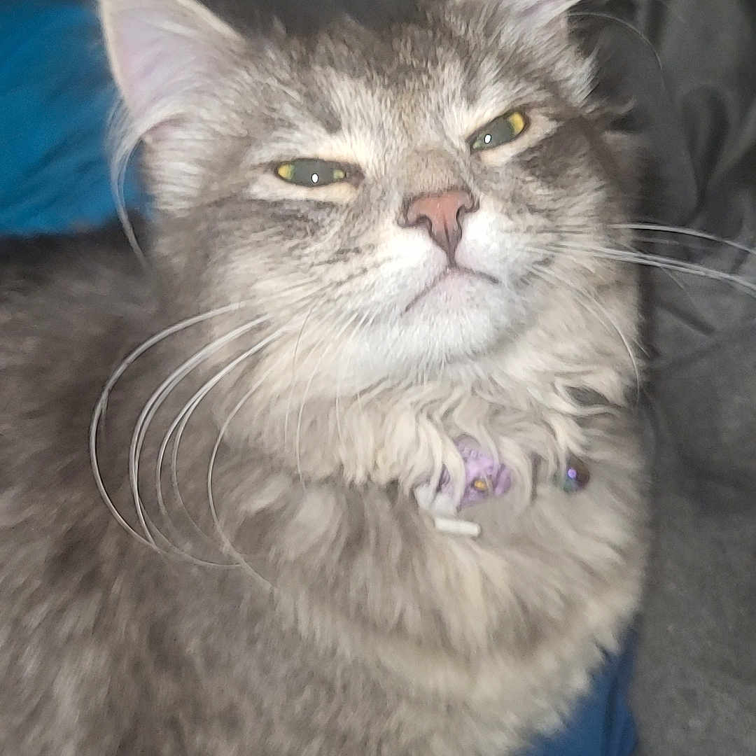 River is registered to the contest to win money with this photo: abyssinian, angora, animal, bodypart, cat, clothing, couch, footwear, furniture, homedecor, kitten, linen, manx, mouth, person, pet, runningshoe, shoe, siamese, sneaker