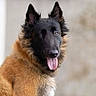 dog, belgian_shepherd, canine, pet, animal, fur, tongue, ears, portrait, outdoor, friendly, alert, mammal, brown_fur, black_face, tongue_out, fluffy, looking, cute, companion