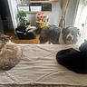 cat, dog, indoor, blanket, bed, plant, basket, stuffed_toy, window, curtain, floor, furniture, pet, animal, relaxing, cozy, natural_light, wood_floor, living_room, domestic
