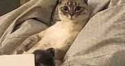 Luffy a rejoint le concours — aidez-le/la à gagner de superbes lots ! animal, beanbag, bear, blanket, cat, furniture, kitten, pet