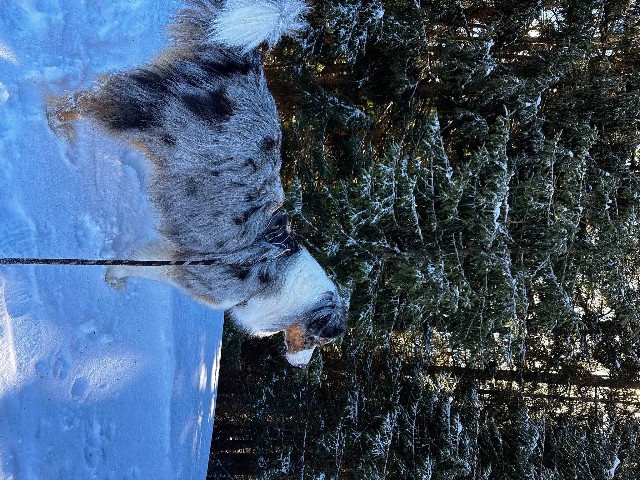 Twix a rejoint le concours — aidez-le/la à gagner de superbes lots ! birch_family, carnivore, dog, dog_breed, electric_blue, freezing, frost, fur, plant, reflection, sky, snow, sporting_group, tail, tree, trunk, twig, water, winter, wood