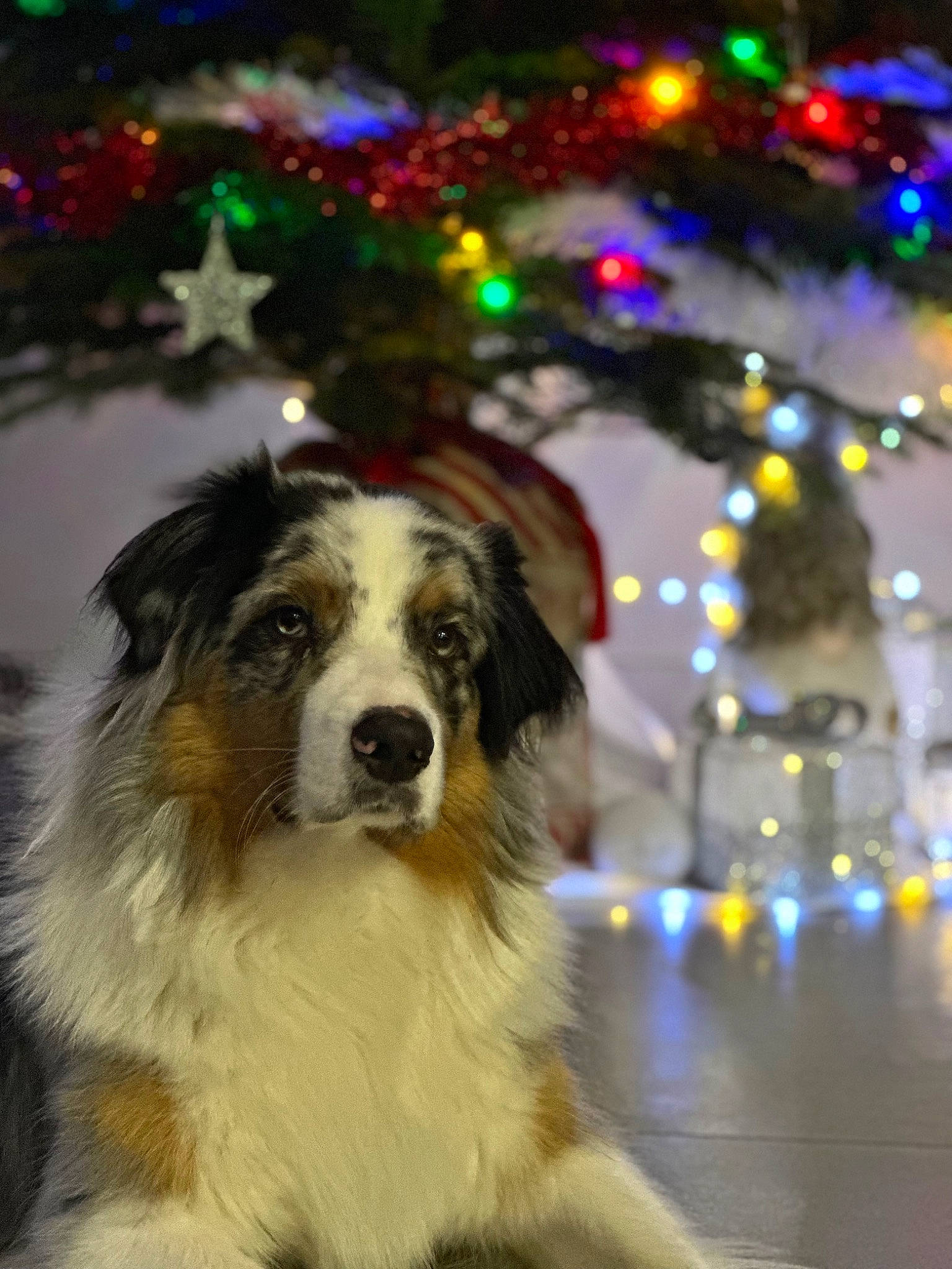 Twix a rejoint le concours — aidez-le/la à gagner de superbes lots ! border_collie, carnivore, christmas, christmas_decoration, christmas_ornament, christmas_tree, companion_dog, conifer, dog, dog_breed, event, fur, herding_dog, holiday, light, ornament, plant, sporting_group, tree, winter
