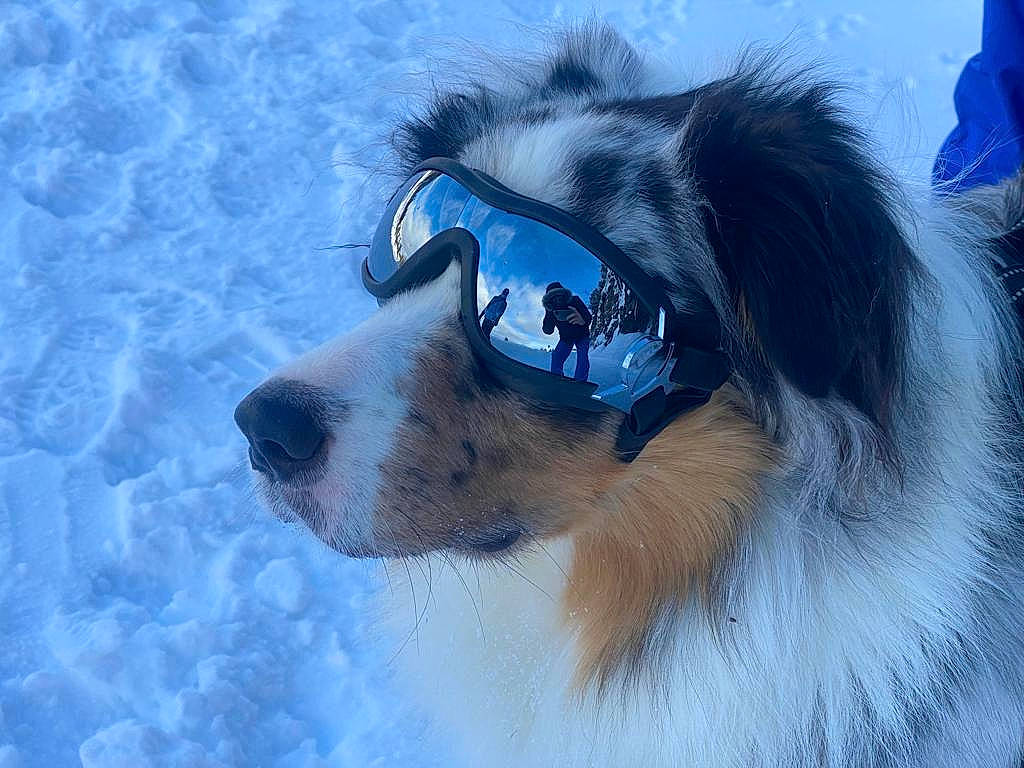 Twix a rejoint le concours — aidez-le/la à gagner de superbes lots ! canidae, carnivore, collie, companion_dog, dog, dog_breed, electric_blue, fang, fur, jaw, mammal, rough_collie, scotch_collie, shetland_sheepdog, snout, snow, sporting_group, vertebrate, whiskers, winter