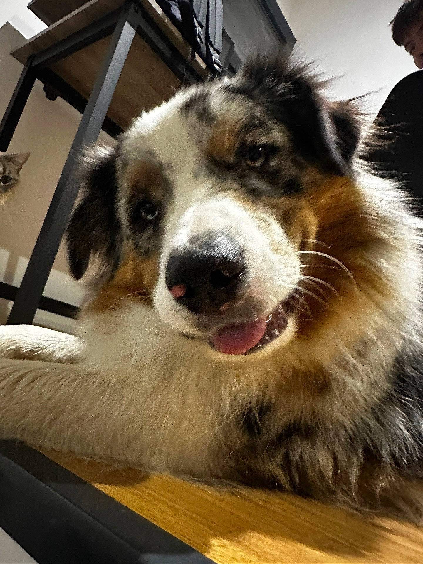 Twix a rejoint le concours — aidez-le/la à gagner de superbes lots ! carnivore, companion_dog, dog, dog_breed, fur, hat, plant, snout, sporting_group, whiskers, working_dog
