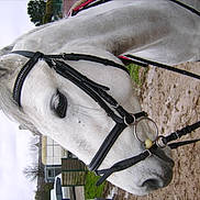 Vladis participe au concours pour gagner de l'argent avec cette photo :