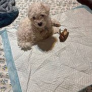 Levi joined the competition — help win amazing prizes! animal, bed, blanket, companion, cozy, cute, dog, fabric, fluffy, home, indoor, pet, puppy, resting, sleepy, small_dog, stuffed_animal, toy, training_pad, white_dog