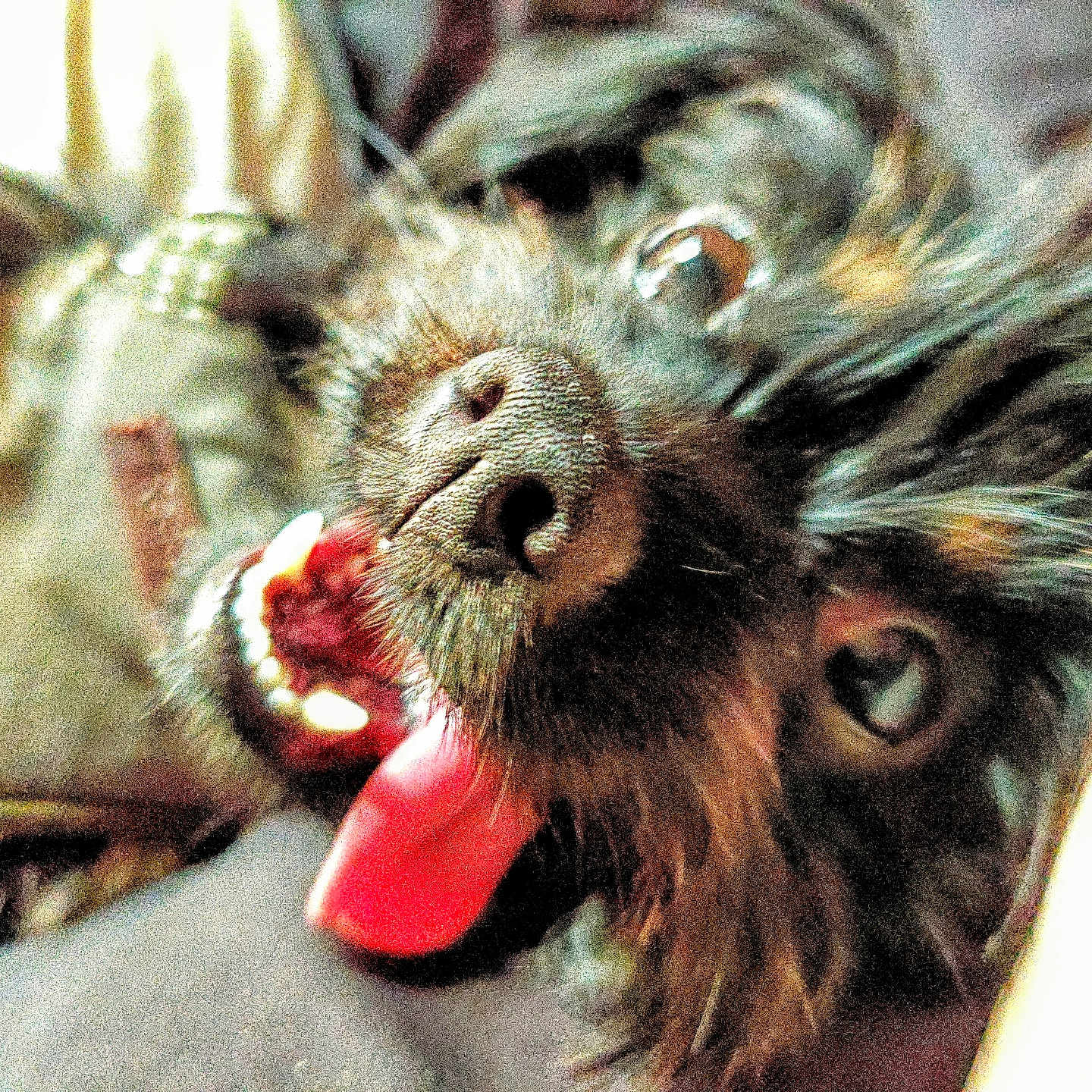 Kleesy is registered to the contest to win money with this photo: affenpinscher, animal, bodypart, canine, cat, cockerspaniel, dog, face, head, mouth, papillon, person, pet, poodle, puppy, teeth, terrier, tongue