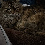 River joined the competition — help win amazing prizes! cat, fluffy, fur, pet, animal, indoor, resting, blanket, cozy, soft, brown, tabby, whiskers, relaxed, portrait, feline, closeup, comfort, home, sleepy