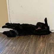 Oso joined the competition — help win amazing prizes! dog, black_dog, floor, wooden_floor, door, indoor, pet, collar, lying_down, relaxed, canine, animal, domestic_animal, sleeping, resting, home, household, fur, paw, quiet