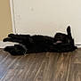 dog, black_dog, floor, wooden_floor, door, indoor, pet, collar, lying_down, relaxed, canine, animal, domestic_animal, sleeping, resting, home, household, fur, paw, quiet