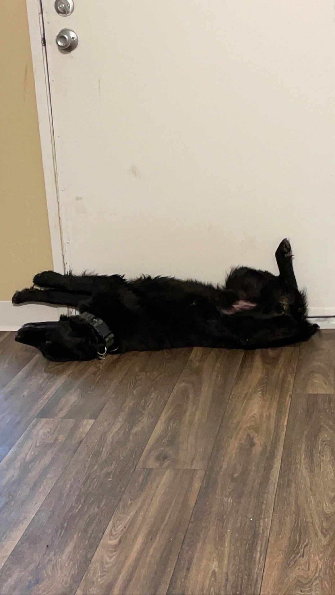 Oso