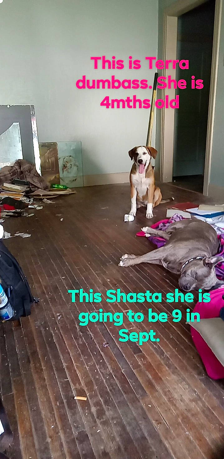 Shasta