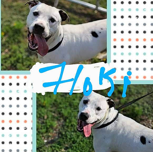 Floki is registered to the contest to win money with this photo: canidae, carnivore, collar, companion_dog, dog, dog_breed, dog_collar, dog_supply, grass, happy, mammal, pattern, pet_supply, photo_caption, rectangle, snout, sporting_group, vertebrate, white, working_animal